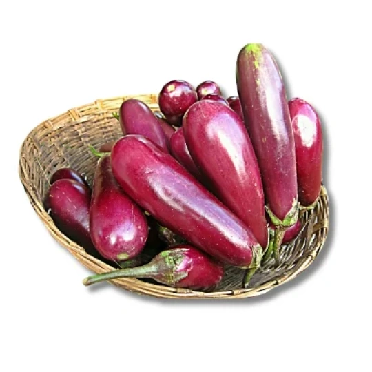 Brinjal (Begun)