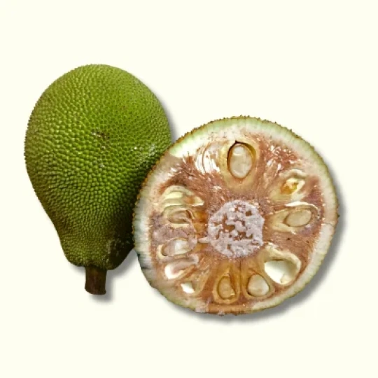 Raw Jackfruit (Enchor)