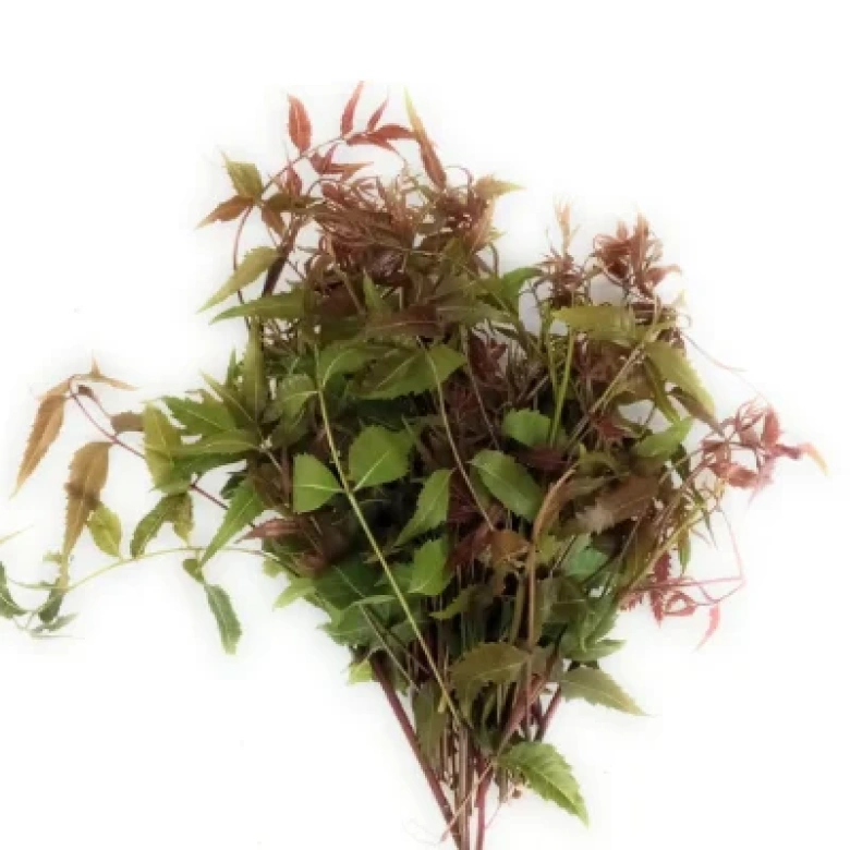 Neem Leaves