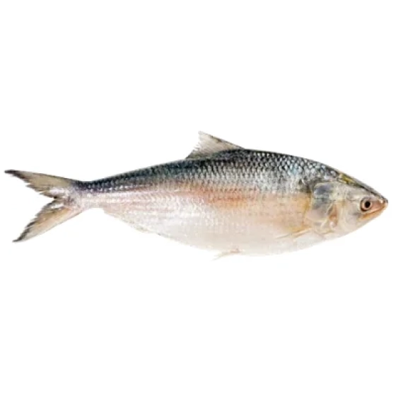 Hilsa - Padma (Large 1kg+)