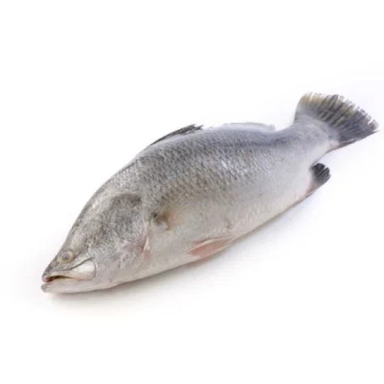 Bhetki (Barramundi)