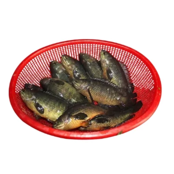 Premium Desi Koi Fish / Climbing Perch (Cleaned & Gutted)