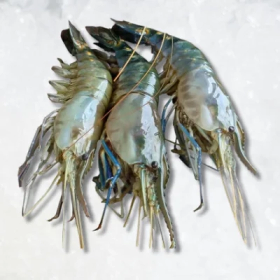 Fresh Golda Chingri / Giant Scampi