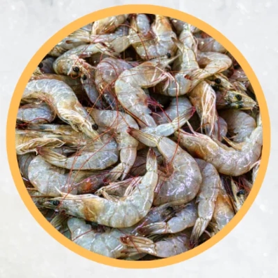 Fresh Kucho Chingri / Small Prawns